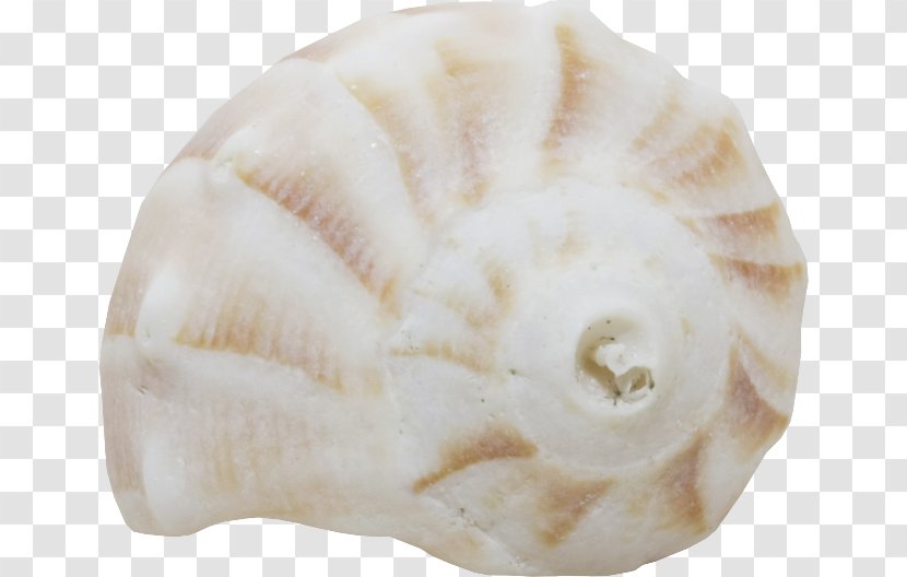Seashell Conchology Shankha Jaw Transparent PNG