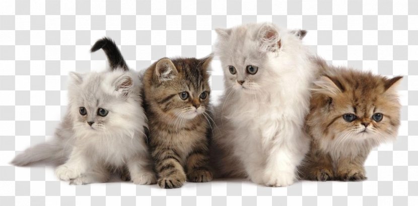 Cattery Dog Kitten Pet - Small To Medium Sized Cats - Cat Transparent PNG