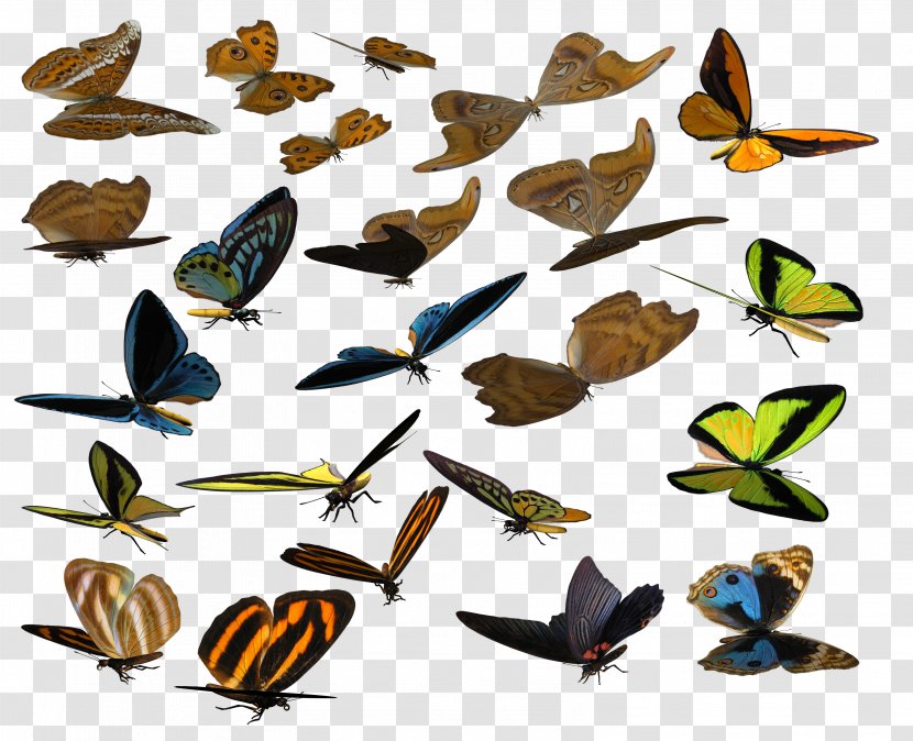 Brush-footed Butterflies Butterfly Animal Clip Art - Fauna Transparent PNG