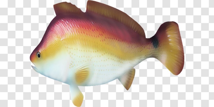 Bony Fishes Animal Clip Art - Fish Transparent PNG