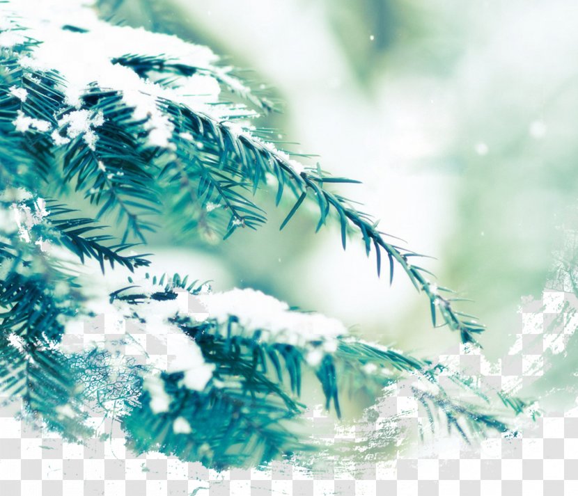 Dongzhi Northern Hemisphere Winter Solstice Solar Term - Festival - Snow Pine Transparent PNG
