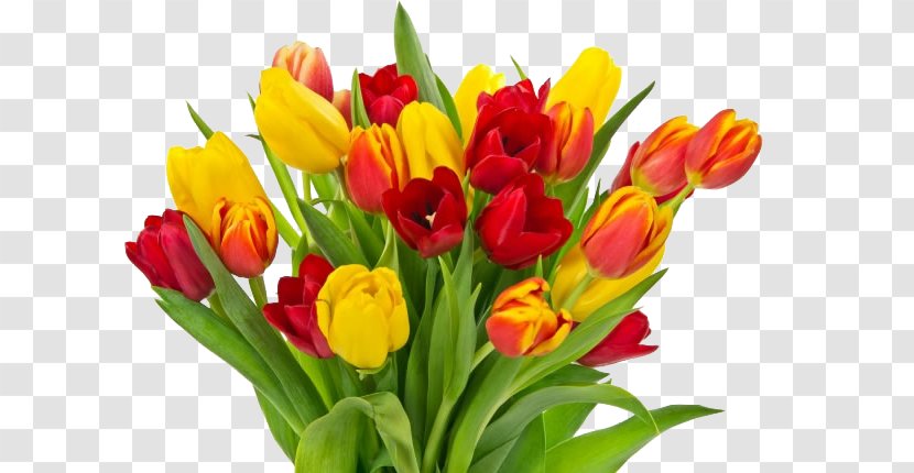 Tulip Mothers Day Flower Bouquet Childrens Fathers - Petal - Tulips Photos Transparent PNG