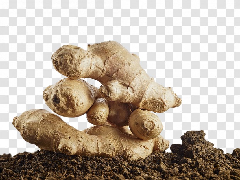 Ginger Root Vegetables Stock Photography Allium Fistulosum - Alamy - And Soil HD Clips Transparent PNG