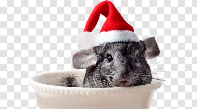 Christmas Day Hamster Santa Claus Grinch Chinchilla Transparent PNG