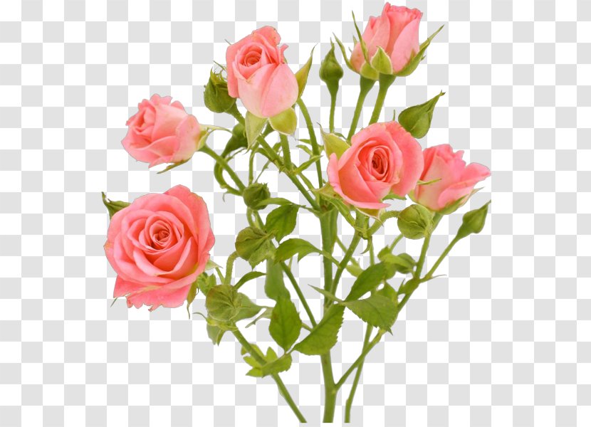 Garden Roses Pink Flowers - Cut - Le Parfum Transparent PNG