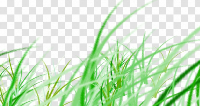 Download Google Images - Search Engine - Grass Transparent PNG