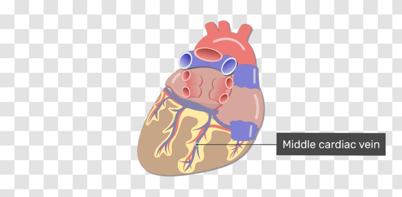 Heart Coronary Circulation Small Cardiac Vein Sinus Great - Left Ventricle Transparent PNG