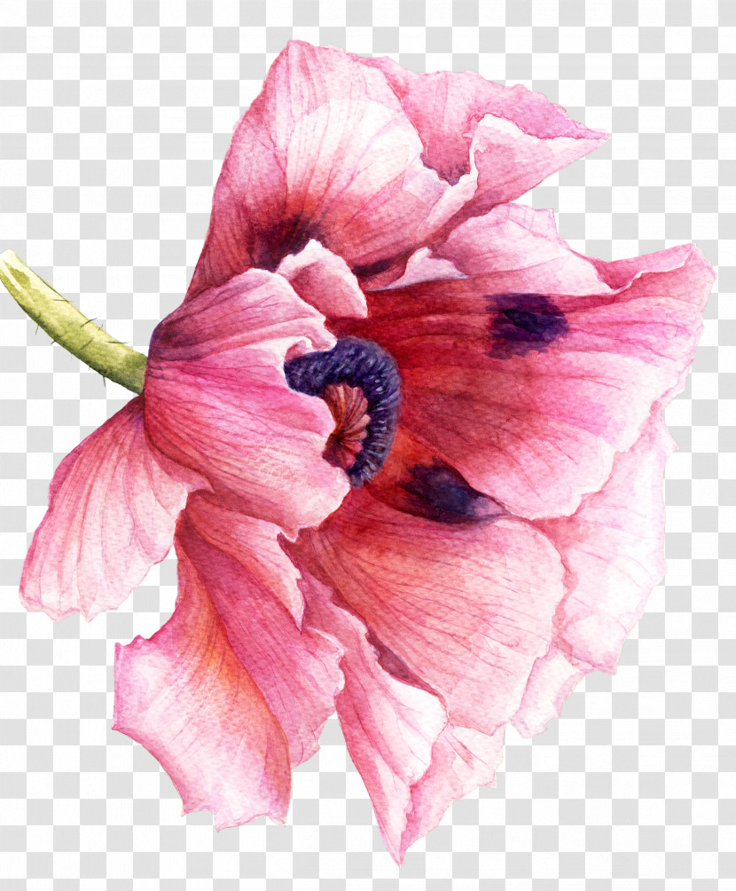 Watercolor Painting Drawing Painting Poppy Sculpture Transparent PNG