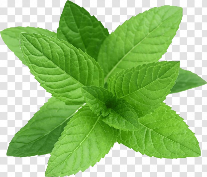 Tea Leaf - Peppermint - Perennial Plant Transparent PNG