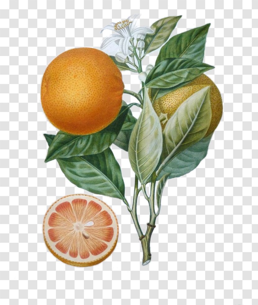 France Histoire Naturelle Des Orangers Traitxe9 Arbres Fruitiers Botanist Botany - Plant - Orange Tree Transparent PNG