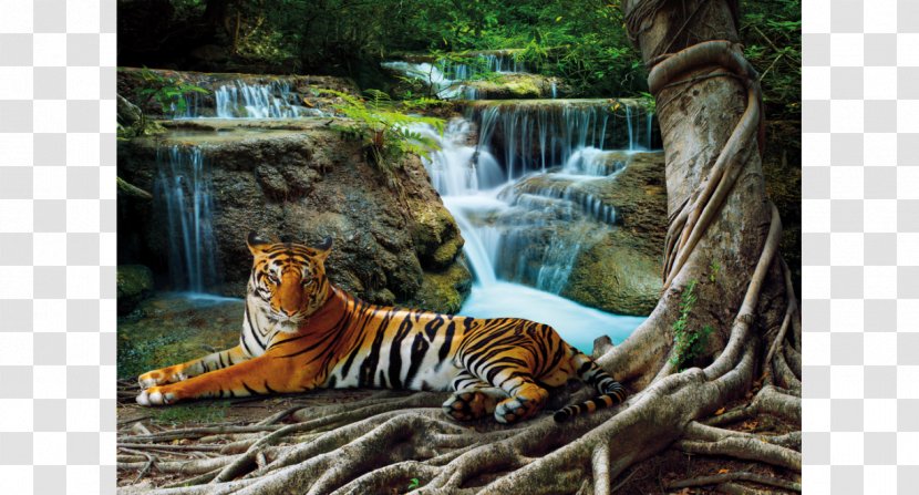 Stock Photography Cascading Waterfall Nature - Tiger - Relax Transparent PNG