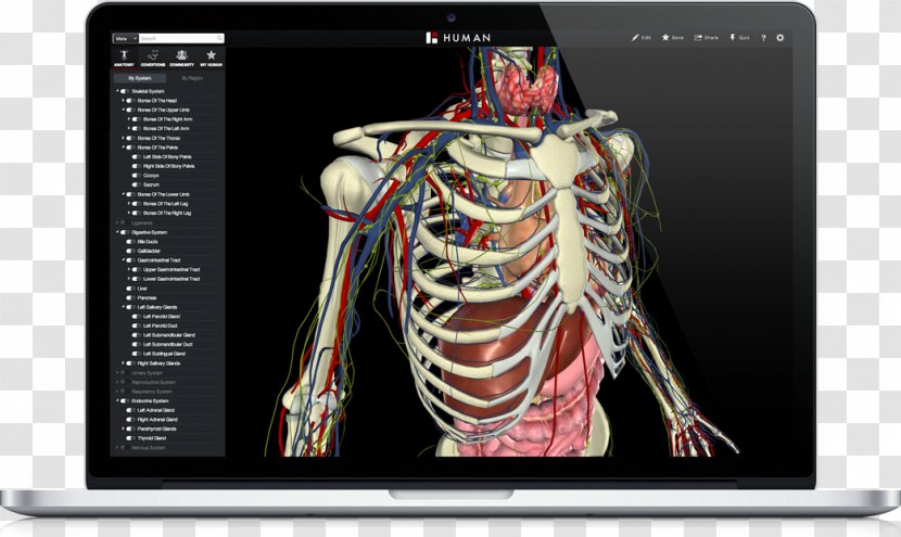 Atlas Der Anatomie Des Menschen Human Anatomy & Physiology Body - The Of A Medicine Transparent PNG