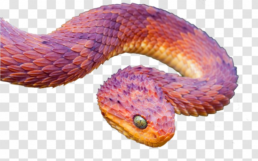 Snake Atheris Hispida Squamigera Reptile Chlorechis - Scaled Transparent PNG