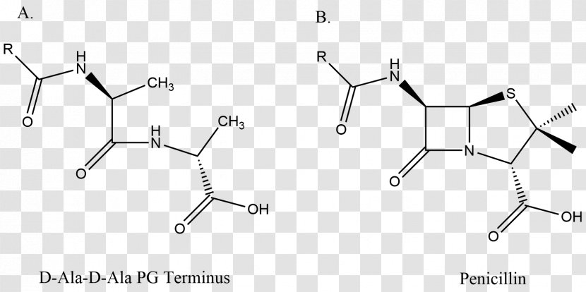 DD-transpeptidase Penicillin Binding Proteins Alanine β-lactam Antibiotic - Monochrome - Symmetry Transparent PNG