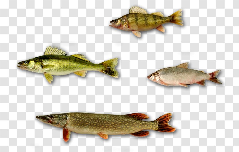 Salmon Fish Products Yellow Perch Fishery - Organism Transparent PNG
