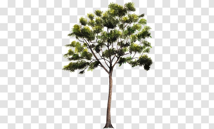 Pine Tree Cedrus Libani Drawing Image Transparent PNG