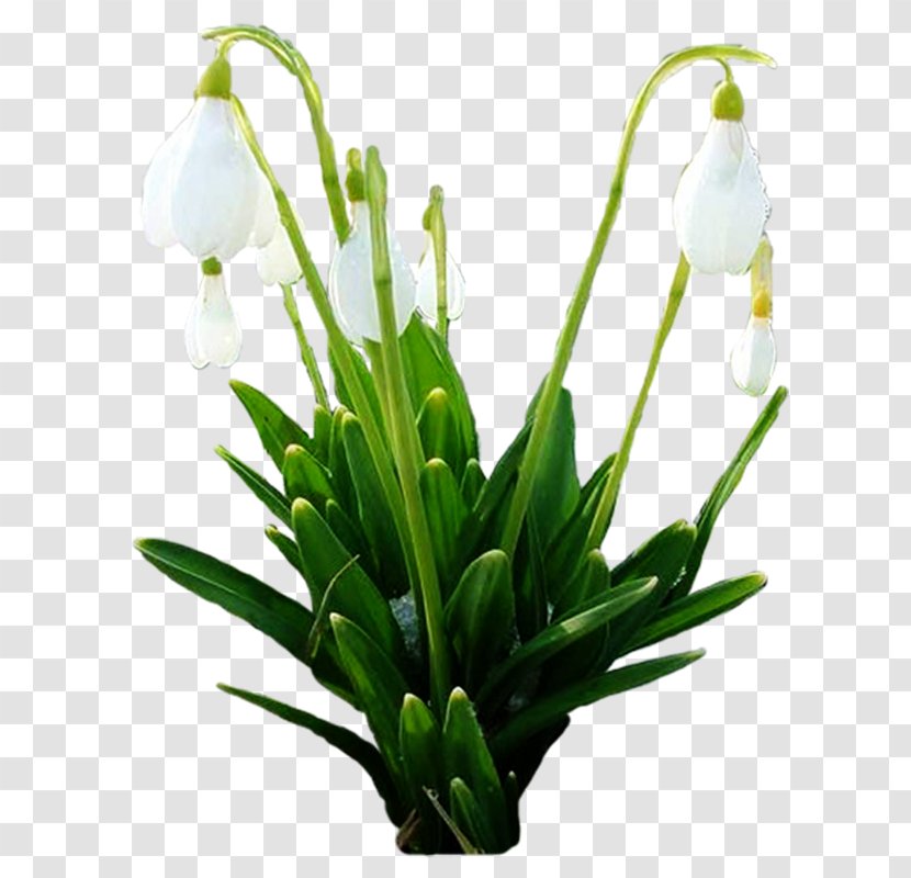 Snowdrop Spring Cut Flowers Plant Stem Floral Design - Flowerpot Transparent PNG