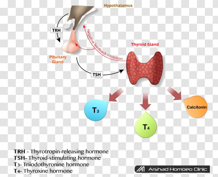 Hypothyroidism Thyroid-stimulating Hormone Thyroid Hormones - Health Transparent PNG