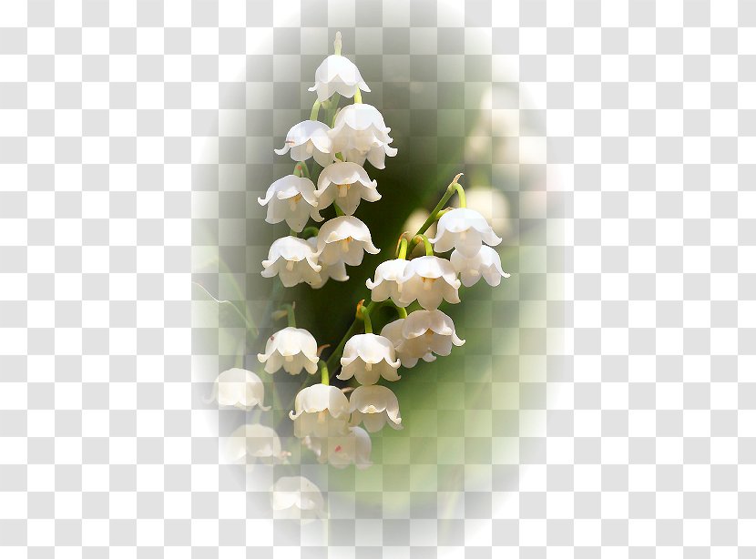 Lily Of The Valley Finland Flower Floral Emblem Lilium - Anemone Hepatica Transparent PNG