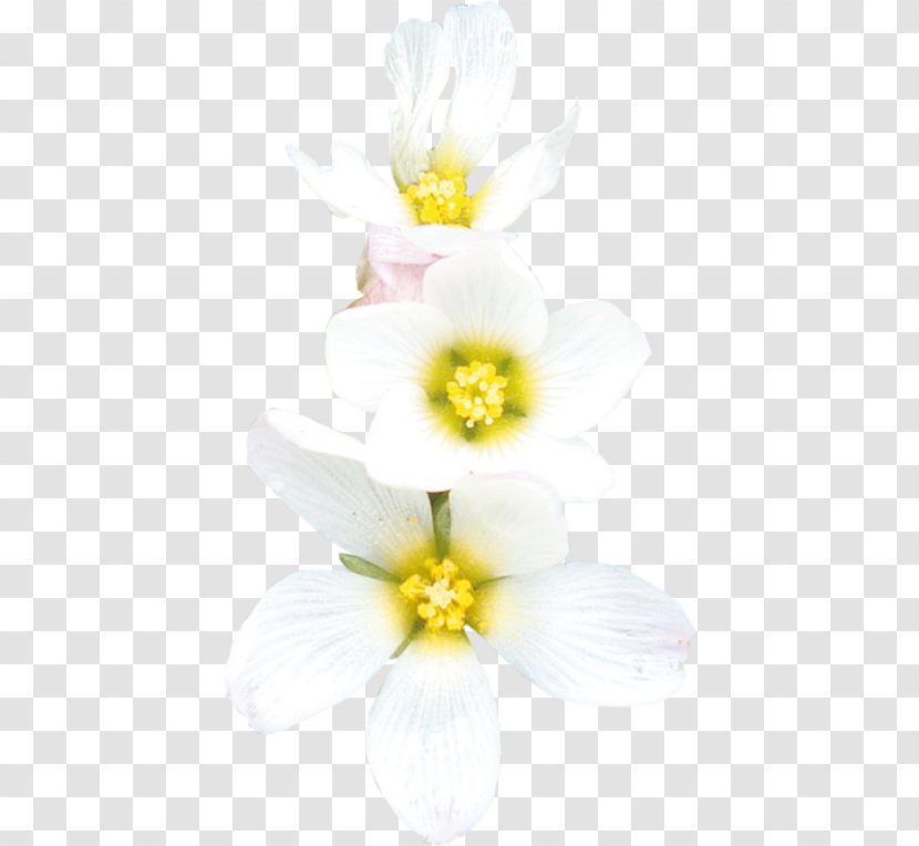 Daffodil Floristry Cut Flowers Petal - Narcissus - Plant Transparent PNG