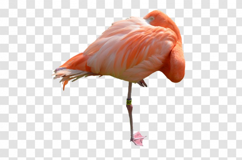 Bird Flamingo DeviantArt - Beak Transparent PNG