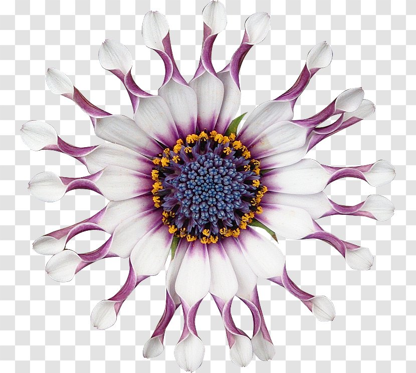 Chrysanthemum Cut Flowers Petal - Lilac Transparent PNG