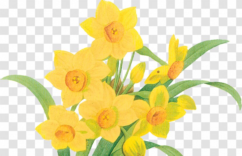 Daffodil Botany Botanical Illustration Art Flower - Flowering Plant Transparent PNG