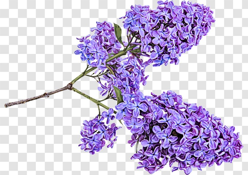 Lavender - Cut Flowers Flowering Plant Transparent PNG