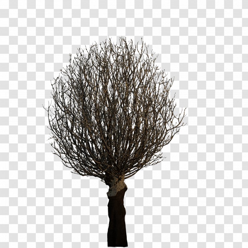 Tree Plant 3D Computer Graphics Transparent PNG