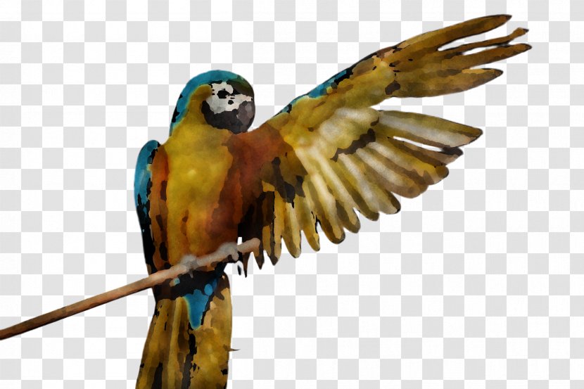 Lovebird - Parrot - Falconiformes Transparent PNG