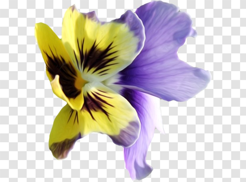 Violet Pansy Flower Clip Art - Family Transparent PNG