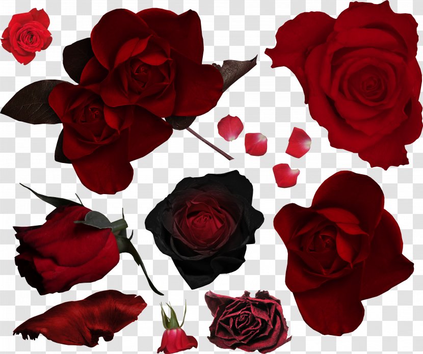 Garden Roses Flower Bouquet Cut Flowers - Red Rose Transparent PNG