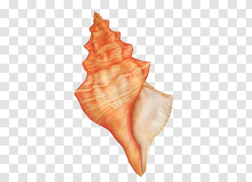 Conch GIMP - Flower - Summer Pull Down Transparent PNG