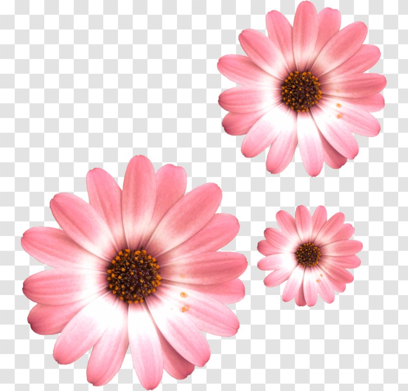 Common Daisy Flower Transvaal Oxeye - Gerbera Transparent PNG