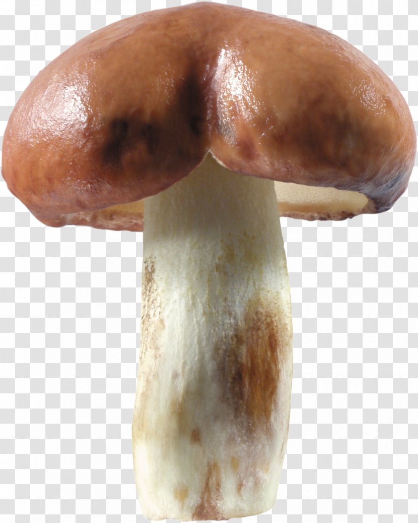Pleurotus Eryngii Mushroom Shiitake Medicinal Fungi Medicine Transparent PNG