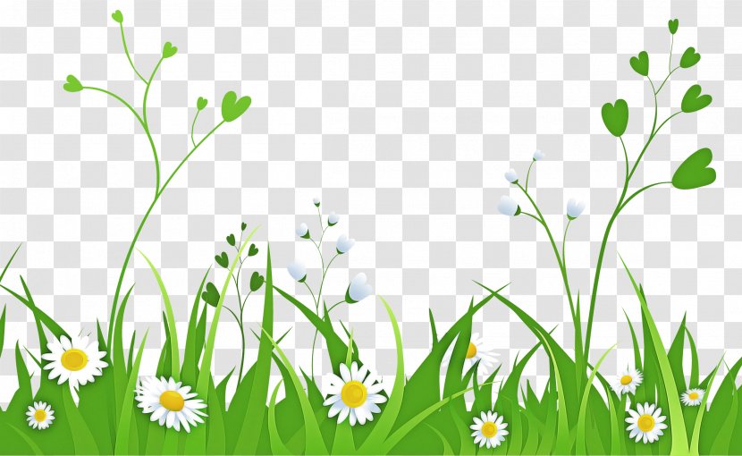 Green Nature Grass Plant Meadow - Summer Snowflake Mayweed Transparent PNG