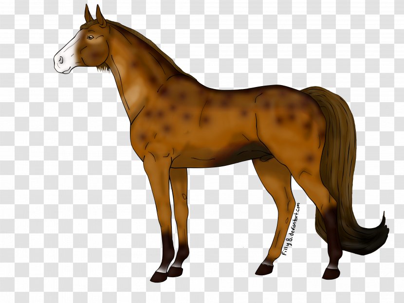 Mustang Foal Stallion Mare Colt Transparent PNG