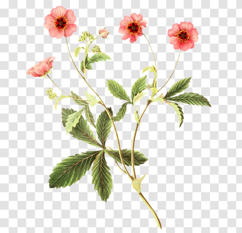 Botanical Illustration Botany Flower - Canvas Transparent PNG