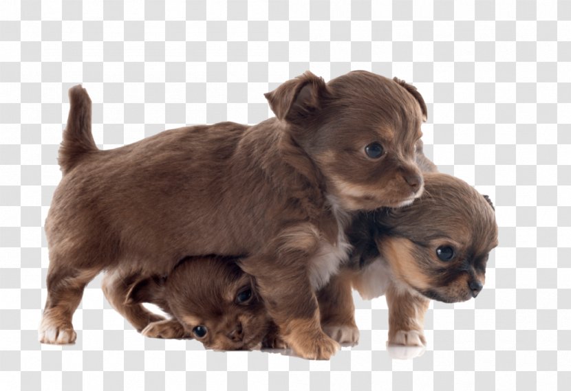 Chihuahua British Longhair Puppy Kitten Dog Breed - Toy Transparent PNG