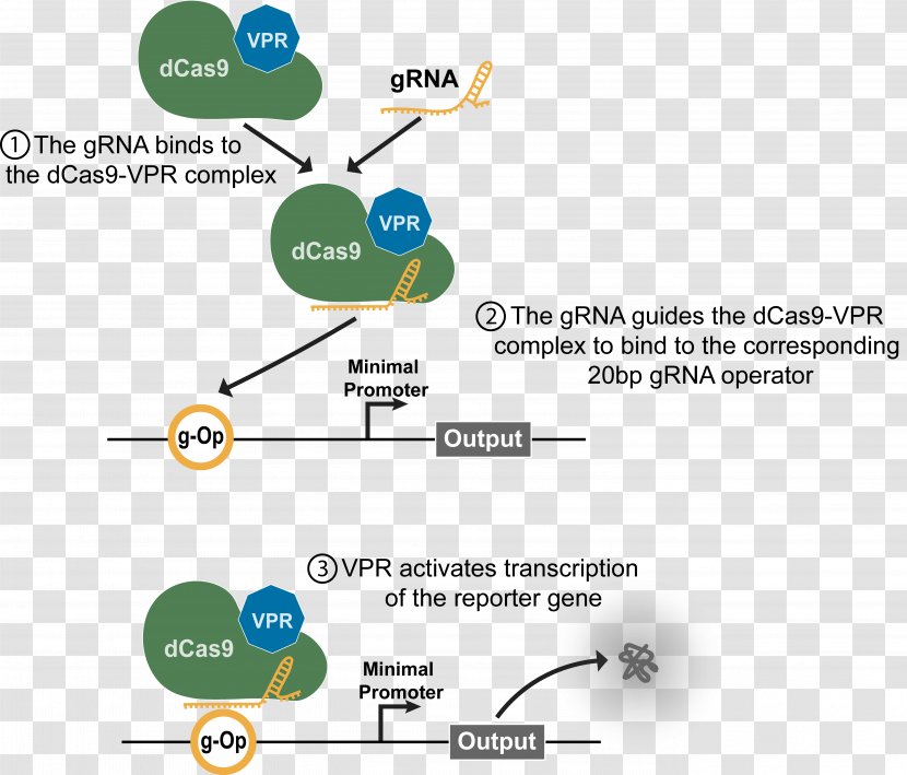 DCas9 Activation System Guide RNA International Genetically Engineered Machine Transcription - We Are Moving Transparent PNG
