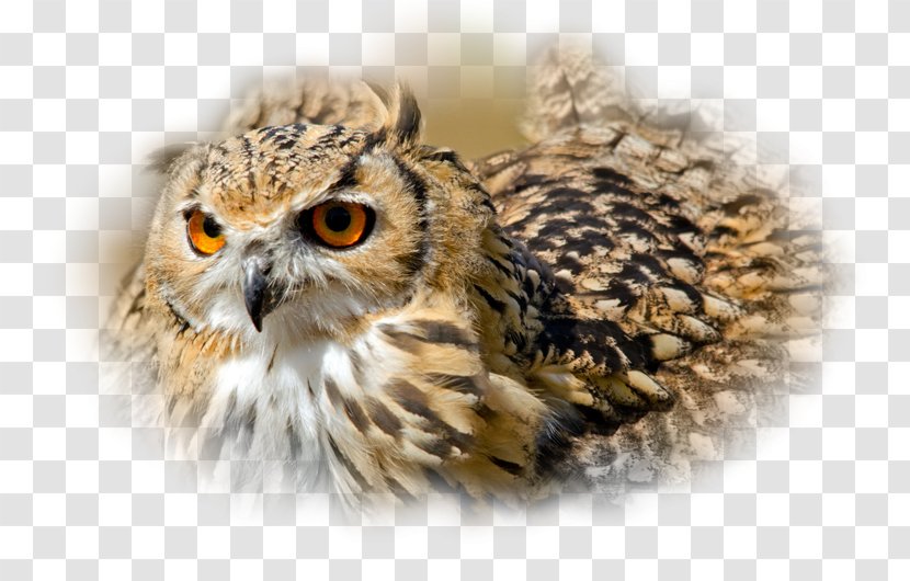 Indian Eagle-owl Bird Desktop Wallpaper Eurasian - Beak - Owl Transparent PNG