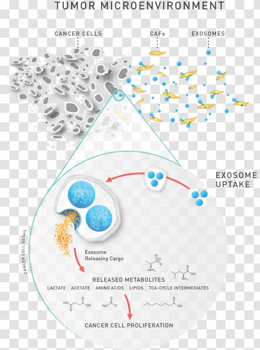Metabolomics Lipidomics Exosome MicroRNA CD63 - Text - Cancer Cell Analysis Transparent PNG