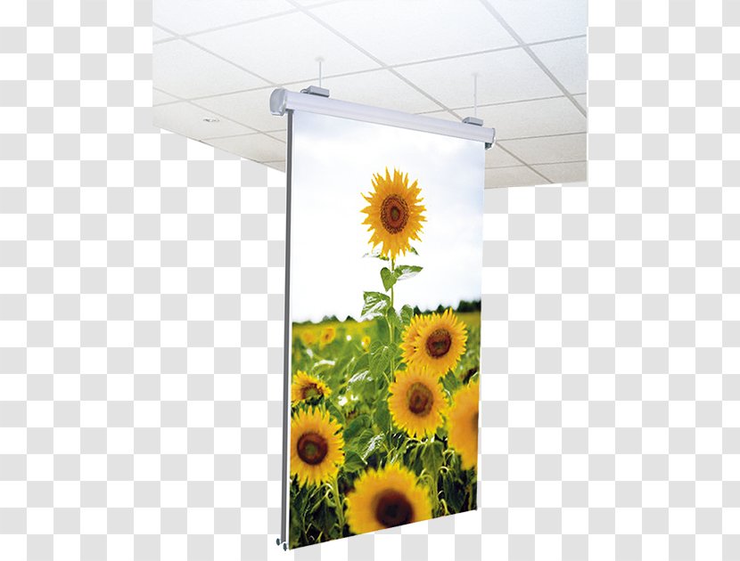 Sunflower Seed Floral Design M Flowerpot - Flowering Plant - Roll Ups Transparent PNG