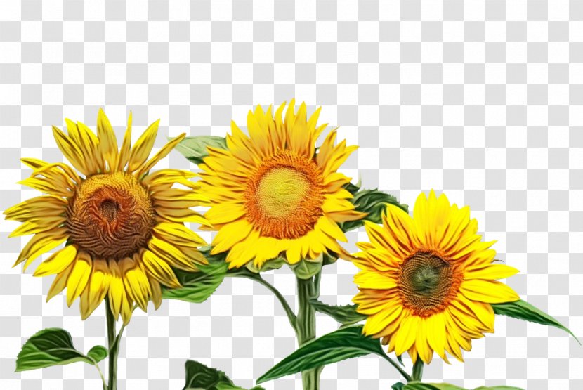 Sunflower - Perennial Plant - Asterales Transparent PNG