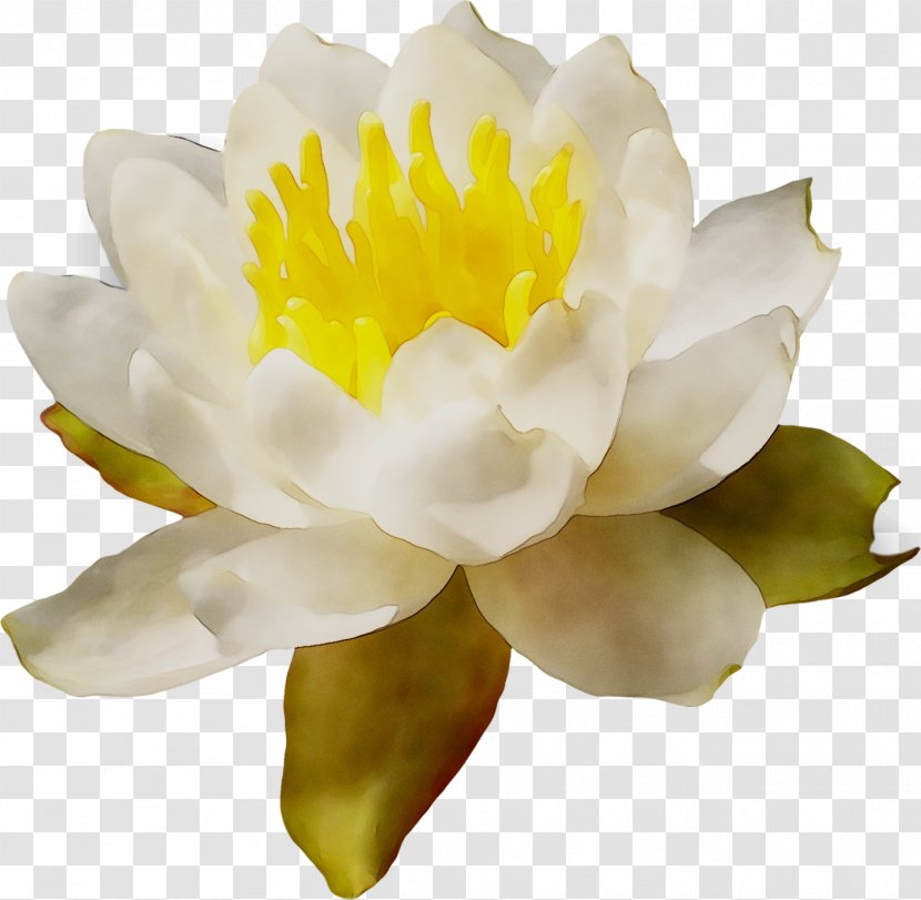 Peony - Flower - Water Lily Transparent PNG