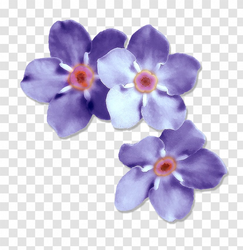 Borages Moth Orchids - Violet Family - Forget Me Not Transparent PNG