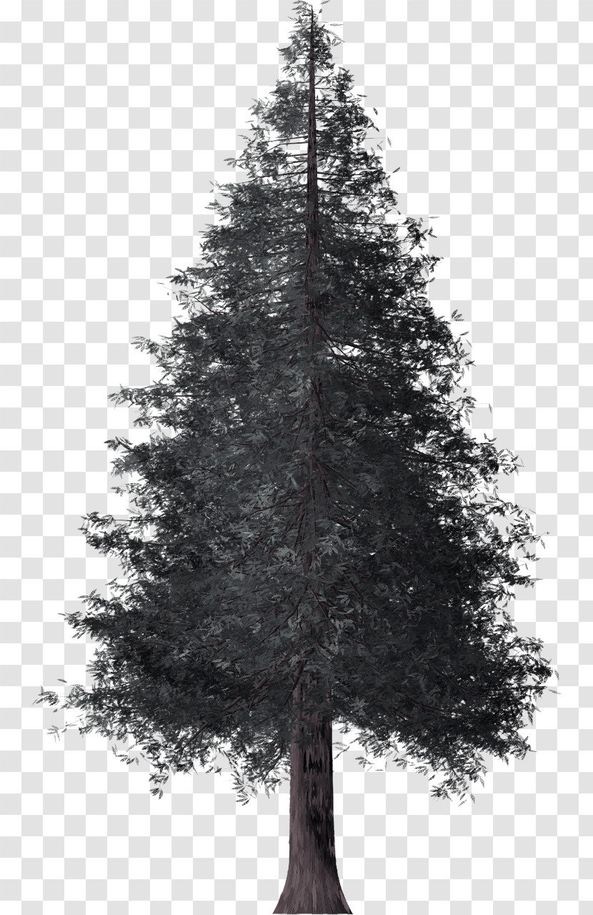 Tree Shortleaf Black Spruce Balsam Fir White Pine Yellow Fir Transparent PNG