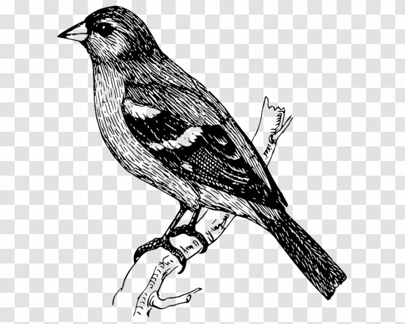 Bird Clip Art Drawing Vector Graphics Image - Line Transparent PNG