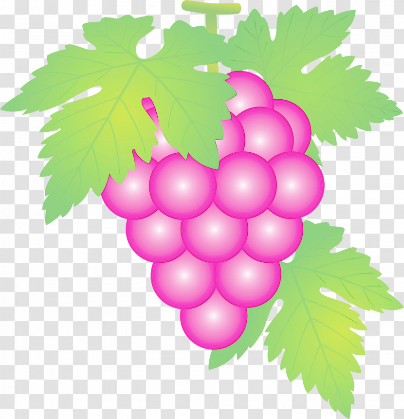 Grape Grape Leaves Seedless Fruit Leaf Grapevine Family Transparent PNG