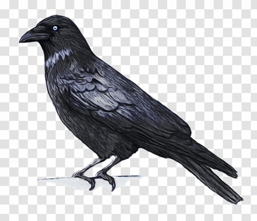 Cartoon Bird - Crowlike - Feather Perching Transparent PNG